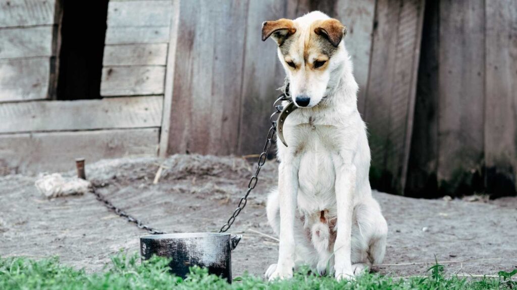 ¿Cómo denunciar el maltrato animal?