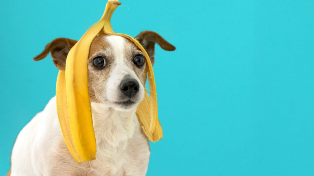 ¿Que frutas puede comer mi perro?