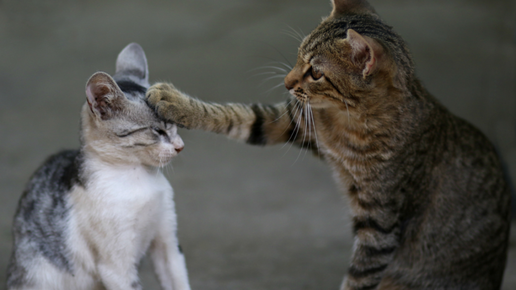 Los 3 principales peligros para tener en cuenta al dejar salir a los gatos