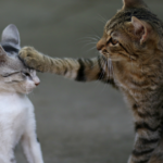 Los 3 principales peligros para tener en cuenta al dejar salir a los gatos